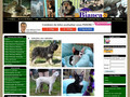 Pormenores : BIANCA - Associação de Protecção aos Animais sem Lar do Concelho de Sesimbra